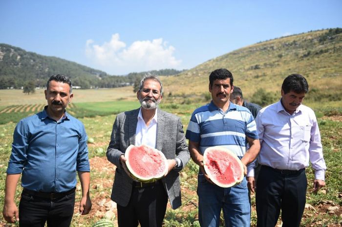 Tarsus’ta hasadı yapılan karpuzlar halka ücretsiz dağıtılacak
